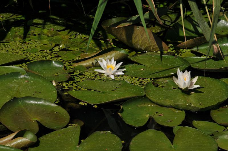 DSC_4865.JPG