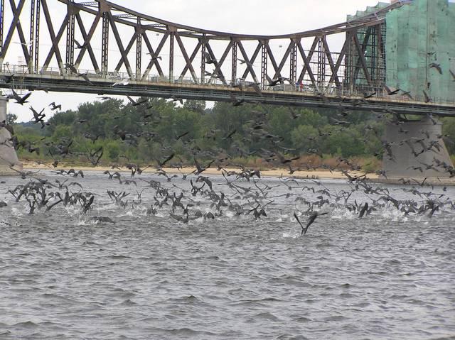 tn_P7013237.JPG